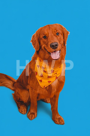canelo_edited
