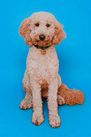 taffy_blue_background