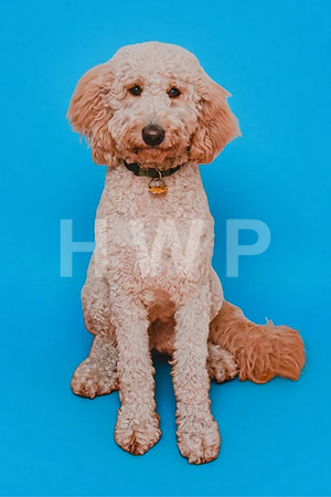 taffy_blue_background