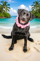 macey_beach