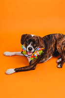 lola_orange