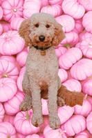taffy_pink_pumpkins