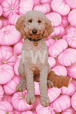 taffy_pink_pumpkins