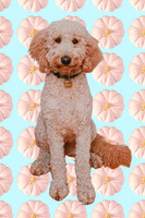 taffy_blue_and_pink_pumpkins