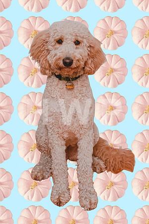 taffy_blue_and_pink_pumpkins