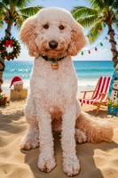 taffy_christmas_beach