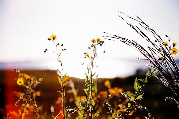 WILDFLOWERS